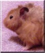 Sammy