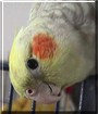 Amigo