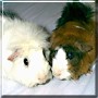 Peaches, Apache
