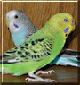 Charlie, Lucy