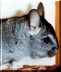 Chester