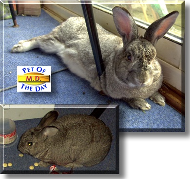 M.D., the Pet of the Day