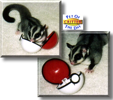 Critter, the Pet of the Day