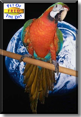 Fred, the Pet of the Day