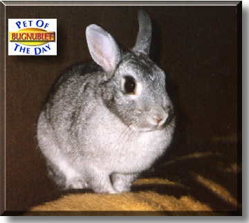 Bugnublet, the Pet of the Day