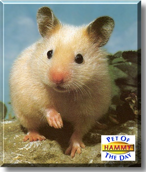 Hammy, the Pet of the Day