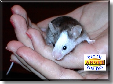 Angel, the Pet of the Day