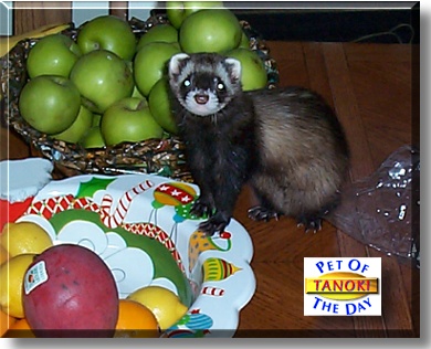 Tanoki, the Pet of the Day