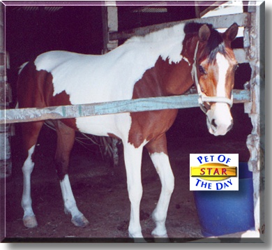 Star, the Pet of the Day