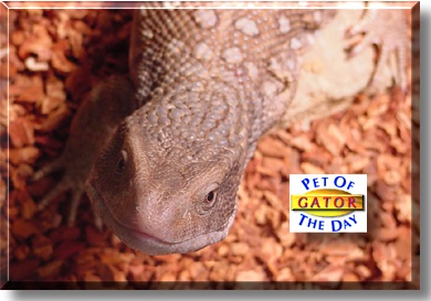 Gator, the Pet of the Day