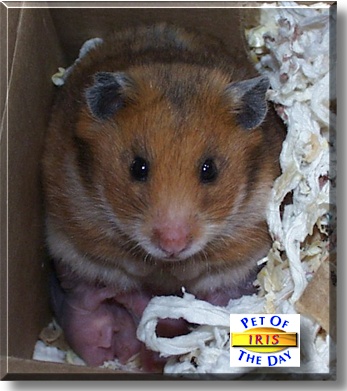 Iris, the Pet of the Day