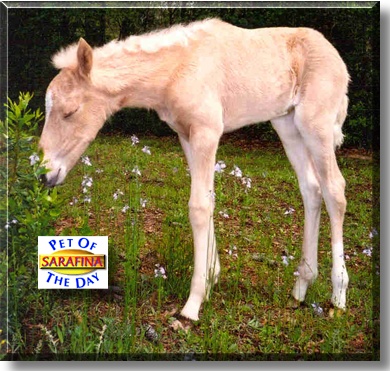 Sarafina de La Esmeralda del Eden, the Pet of the Day