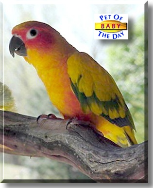 Baby, the Pet of the Day