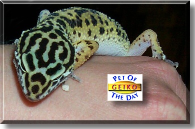 Geiko, the Pet of the Day