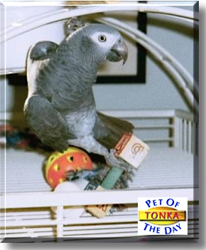 Tonka, the Pet of the Day