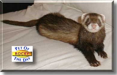 Rocky, the Pet of the Day