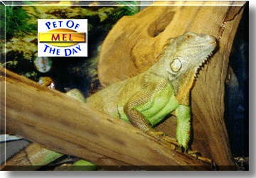 Mel, the Pet of the Day