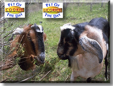 Cookie, Licorice, the Pets of the Day