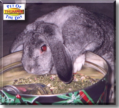 Thumper, the Pet of the Day