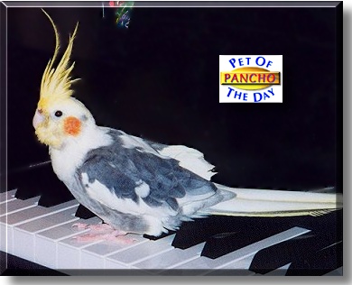 Pancho, the Pet of the Day