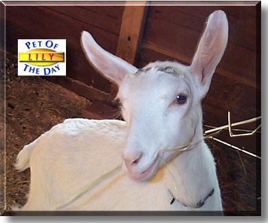 Lily, the Pet of the Day