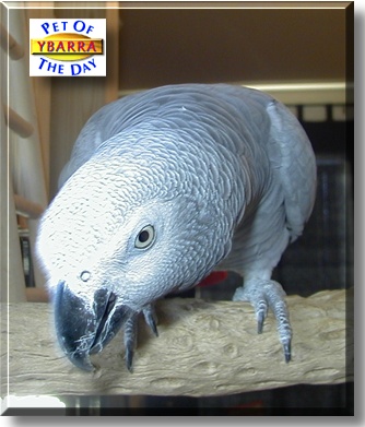 Ybarra, the Pet of the Day