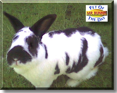 Mr. Bunny, the Pet of the Day