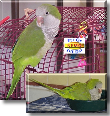 Nemo, the Pet of the Day
