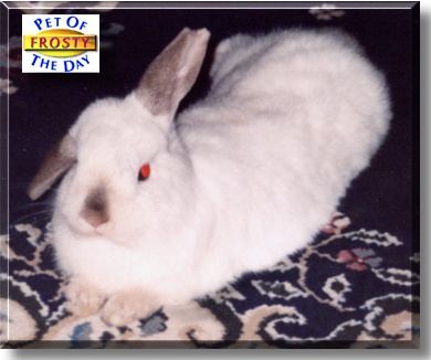 Frosty, the Pet of the Day