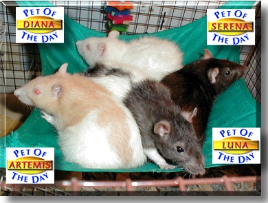 Luna, Artemis, Serena, and Diana, the Pets of the Day