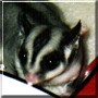 Critter