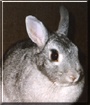 Bugnublet