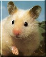 Hammy
