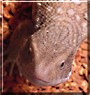 Gator