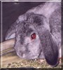 Thumper