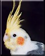 Pancho