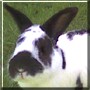 Mr. Bunny