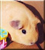 Baby