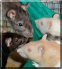 Luna, Artemis, Serena, Diana