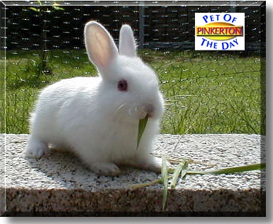 Pinkerton, the Pet of the Day