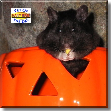 Haily Jean, the Pet of the Day