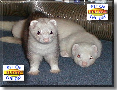 Buddy and Little Bear, the Pets of the Day