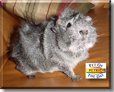 Petric, the Pet of the Day