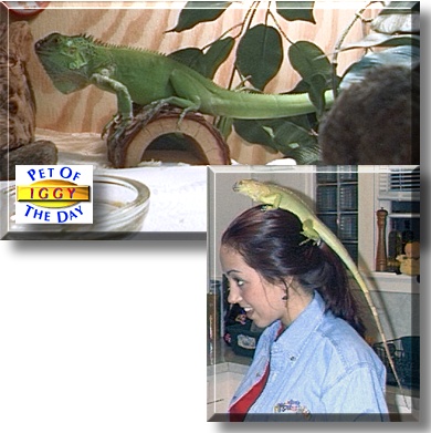 Iggy, the Pet of the Day