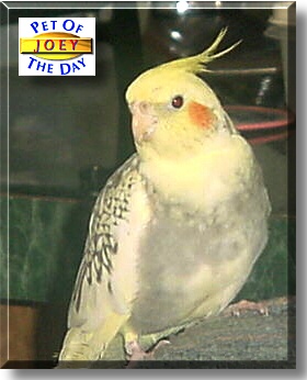 Joey, the Pet of the Day