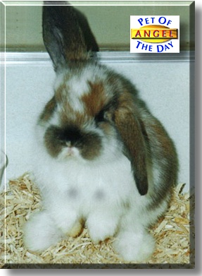 Angel, the Pet of the Day