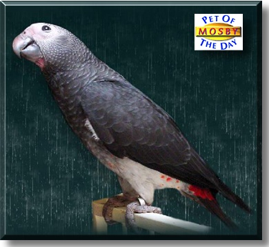 Mosby, the Pet of the Day