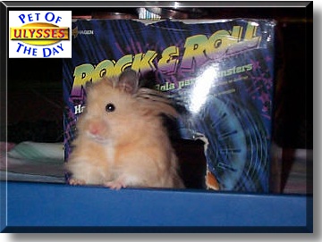 Ulysses, the Pet of the Day