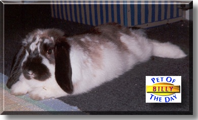Billy, the Pet of the Day