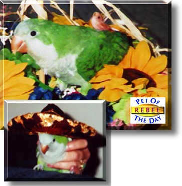 Rebel, the Pet of the Day